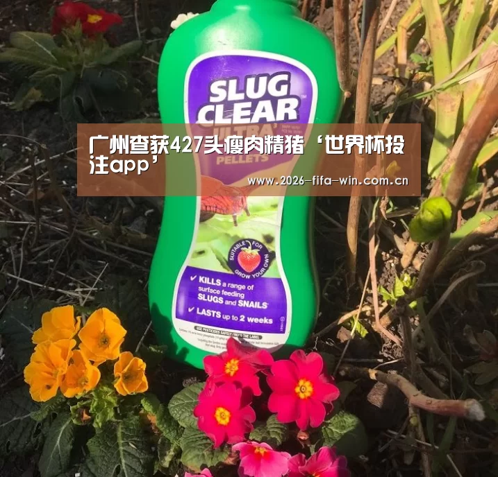 广州查获427头瘦肉精猪‘世界杯投注app’(图1) 投注app